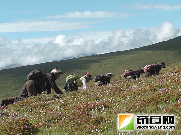 寻宝亚丁&mdash;&mdash;亚丁新玩法，首届虫草文化体验活动即将启动