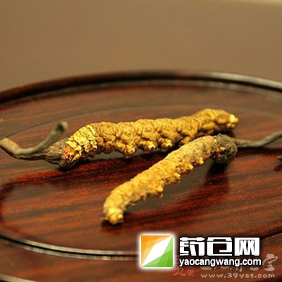 冬虫夏草要卖几百元一根,几万元一斤