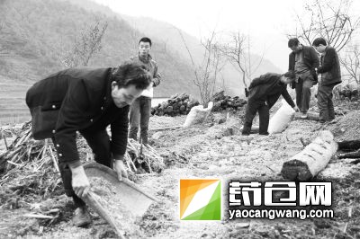 近日，成县二郎乡严河村群众紧抓土壤墒情利于种植时机种植天麻。近年来，该村立足村情，鼓励群众发展桔梗、茯苓、油牡丹等名贵中药材200多亩，种植户均实现增收约3000多元。陈东平