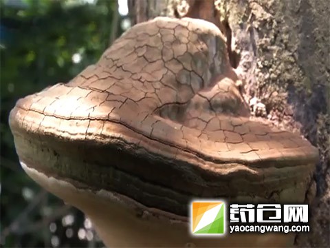 重庆荣昌4月来降雨创近10年之最 枯树长出野生灵芝
