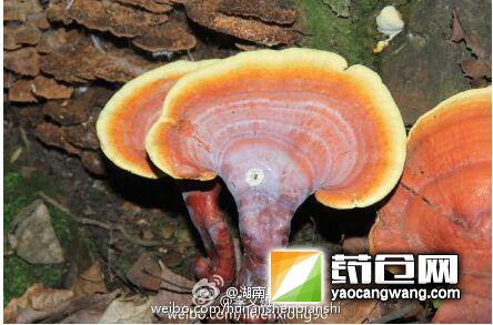 灵芝.jpg
