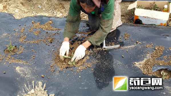 西藏藏药材分布广泛 林芝多县种植16个品种