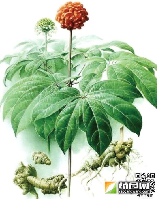 三七和三七花价格都大跌。